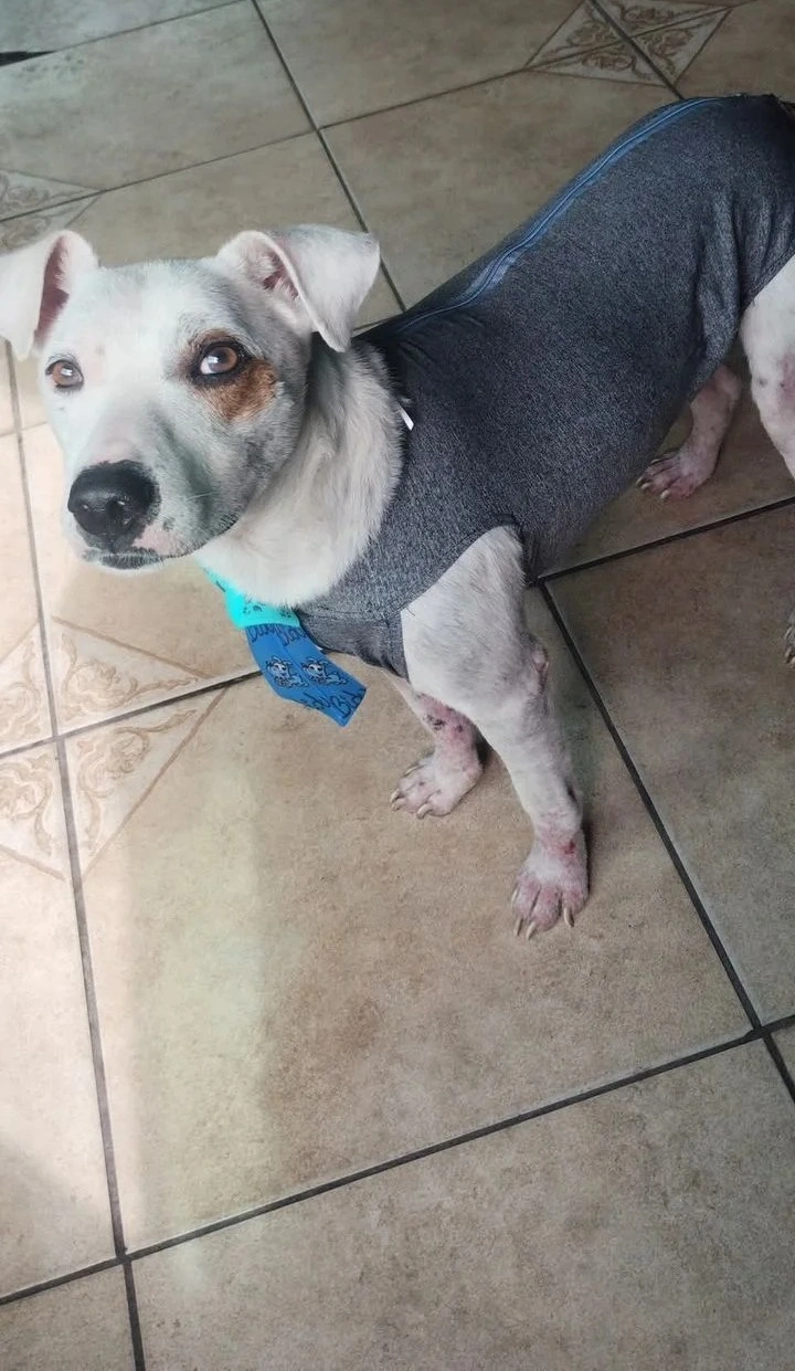 Theodoro depois do resgate